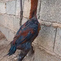 تخم مرغ لاری