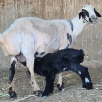 تعداد۴راس میش بختیاری بره دار۳راس بره نر یه ماده