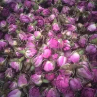 غنچه گل محمدی