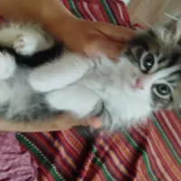 بچه گربه