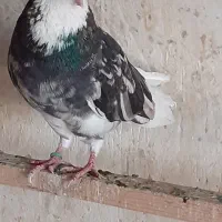 کفتربی نقص بشرط