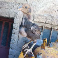 جوجه لاری