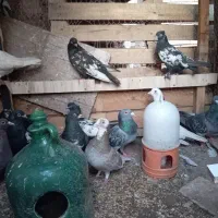 کفتر فروشی