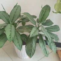 گل آپارتمانی گل و‌گلدان گل طبیعی