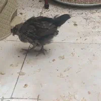 جوجه مرغ و خروس