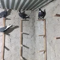 هفت تا جونگ پلنگ