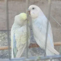 یک جفت مرغ عشق با وسایل اولیه