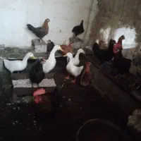 خروس ومرغ