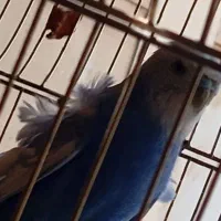 مرغ عشق پروانه ای