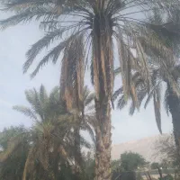 فروش-باغ
