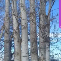 خرید فروش چوب به صورت نقدی