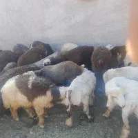 بره نر درجه یک