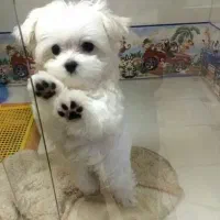 سگ خانگی آروم و مهربون