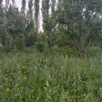 علف باغی|خدمات باغبانی و درختکاری|سلماس, |دیوار
