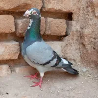 کفتر پلاکی