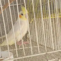 عروس هلندی ‌جوجه