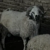 بره نر