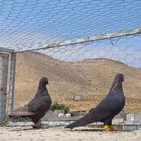 فروش کبوتر سیاه سرکه ای