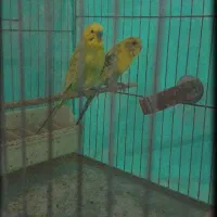 جفت مرغ عشق بالغ