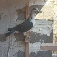 بزک سینه سفید