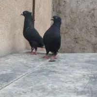 جفت زاغ دم سفید