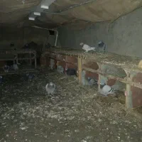 کفتر