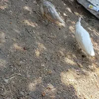 طاووس ماده