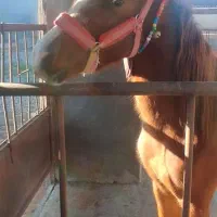 کره مادیان 21ماهه کره سهیل حیدر شفیعی