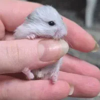 همستر مینیاتوری بامزه|موش و خرگوش|تهران, کیانشهر|دیوار