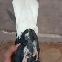 کبوتر|پرنده|کارون, |دیوار