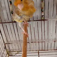 قناری ماده