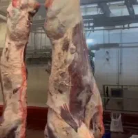 گوشت گوساله،گوسفند،لاشه،تیکه‌ای چرخ کرده و دنبه