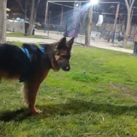 واگذاری نر ژرمن اصیل|سگ|خرم‌آباد, |دیوار