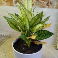 گل آگلونما برفی