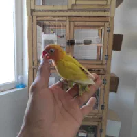 چهار عدد طوطی کوتوله برزیلی فول دستی رام رام