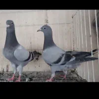 سبز خودمونی (جوجه )