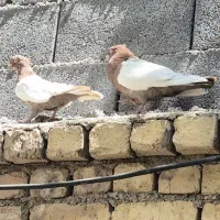 کبوتر سینه ای یه جفت روزگاری
