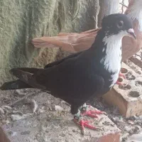 ریش سیاه کاکل