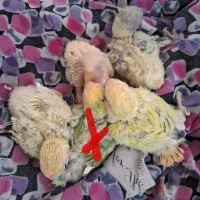 جوجه کوتوله برزیلی