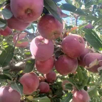 شرکت دانش بنیان نیرو جذب می کند