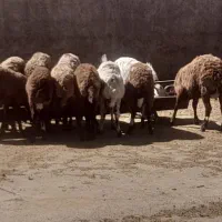 گوسفند
