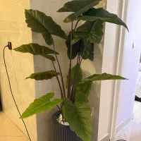 گیاه مصنوعی وارداتی