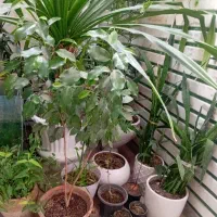 فروش انواع گل گلخانه و نهال