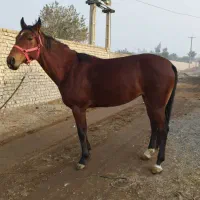 مادیان دوخون پرشی بدون مدرک