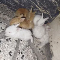 گوش دراز