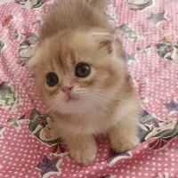 گربه اسکاتیش گلد