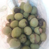 گردو تازه