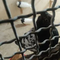 کبوتر سار ، طوقی و...