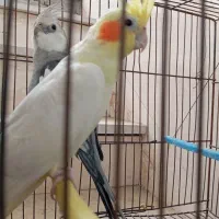 عروس هلندی نروماده