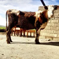 گاو سمینتال قرمز